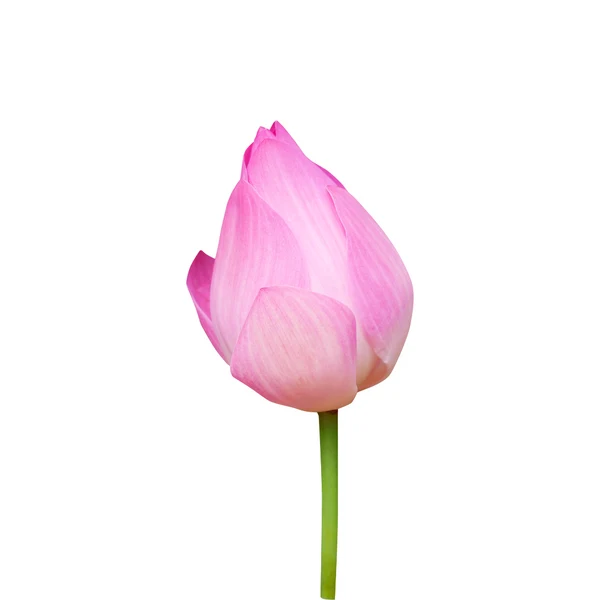 Fresh Lotus Flower (Kamal Phool) Per Piece